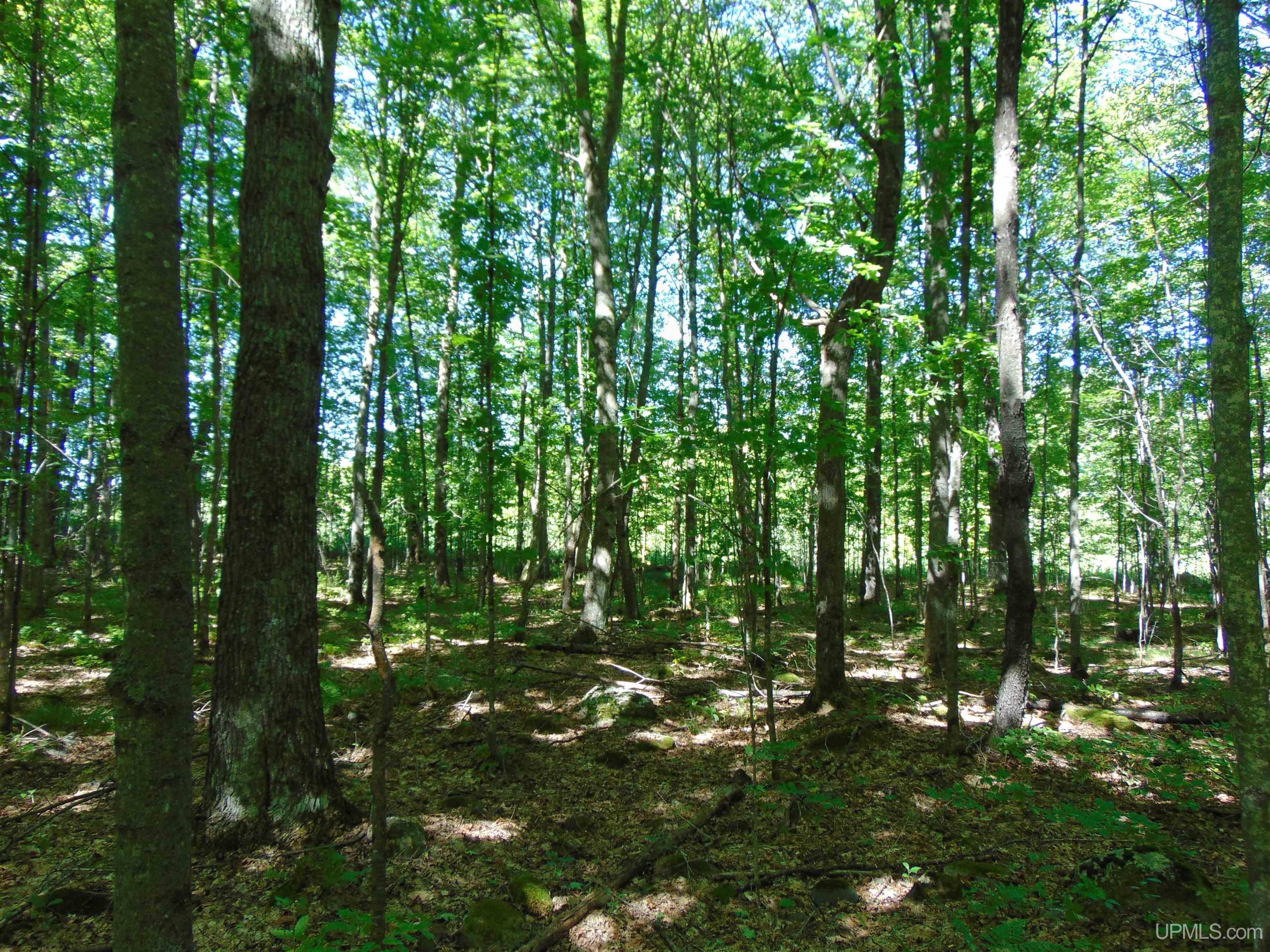 TBD Lot L Wildwood Lake Rd