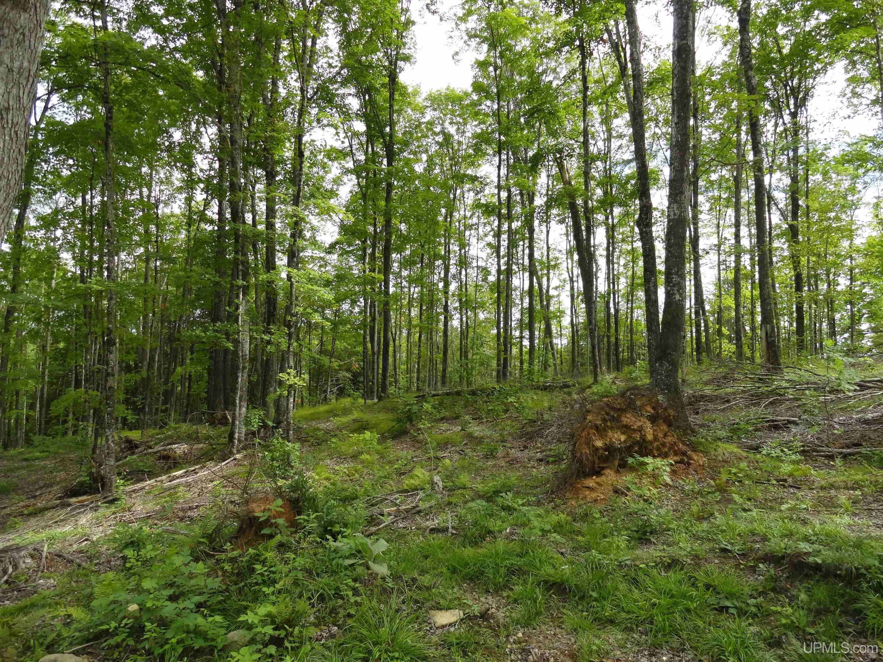 80 acres SW Wells