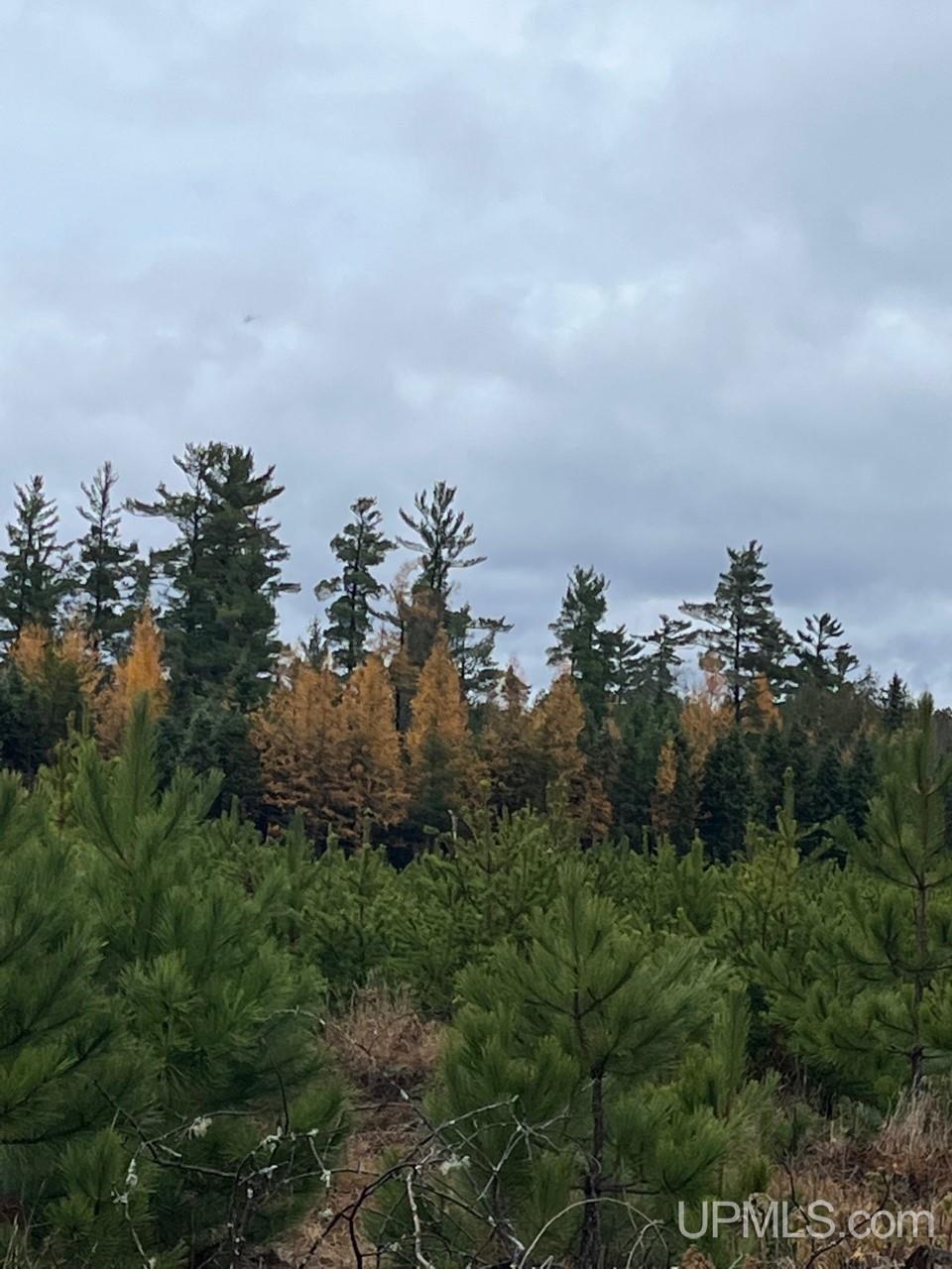 80 acres Doe Lake Rd