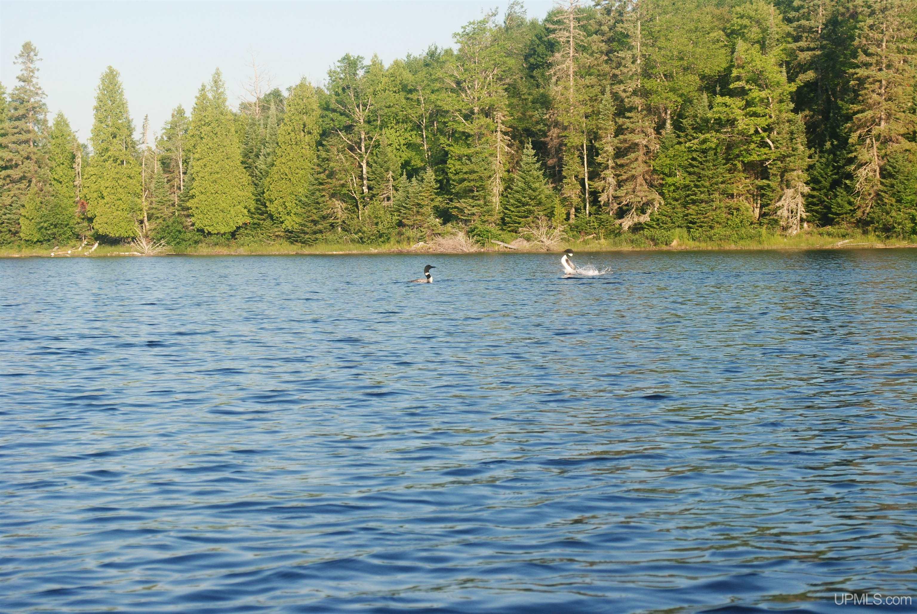 Lot 40F1 East Fence Lake Michigamme, MI MLS50109735 Great Lakes and Land