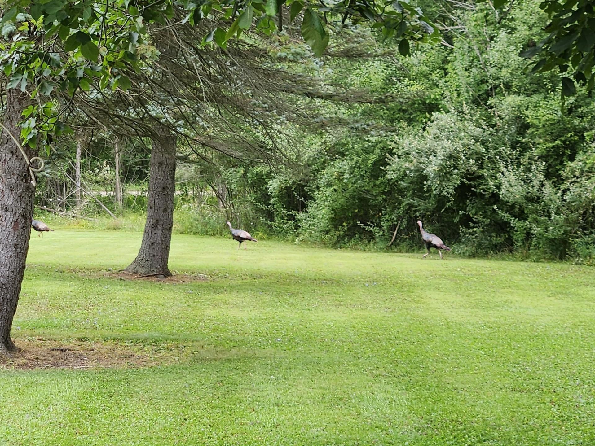 13559 Jeddo Road, Lynn, MI, 48097