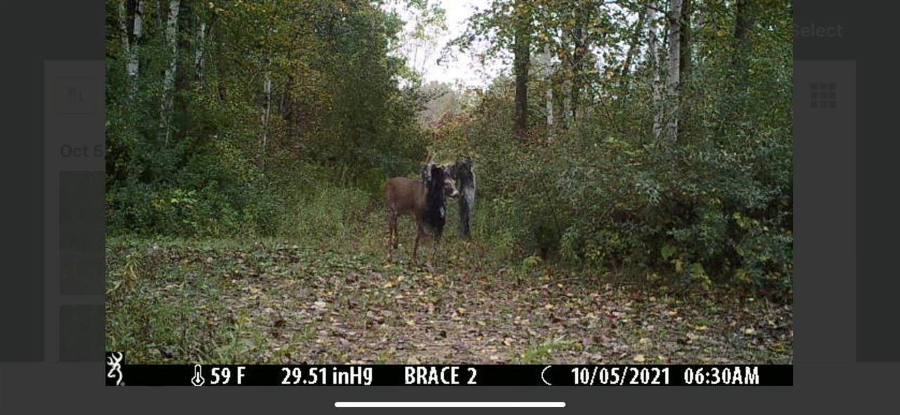 V/L Brace Road, Lakeport, MI, 48059