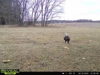 Homes for sale in Grass Lake, MI | 4000 Mushbach Rd, Grass Lake, MI 49240 | MLS# 70507043