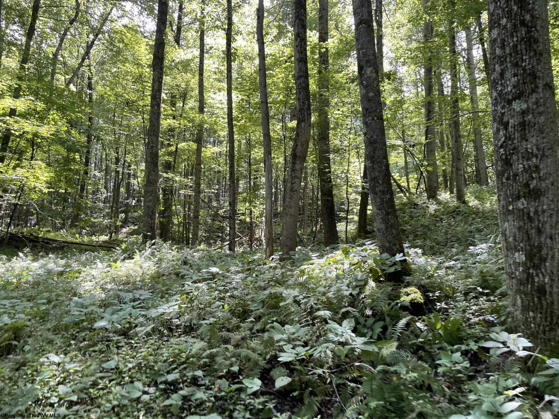 TBD HOWARD GOFF/COUNTRY MILE ROAD, KINGWOOD, WV 26537 Vickie Jenkins