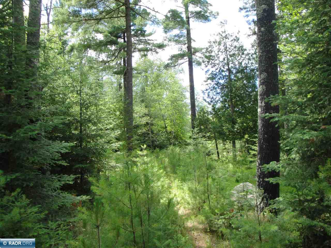 Undeveloped Land For Sale In North East Minnesota