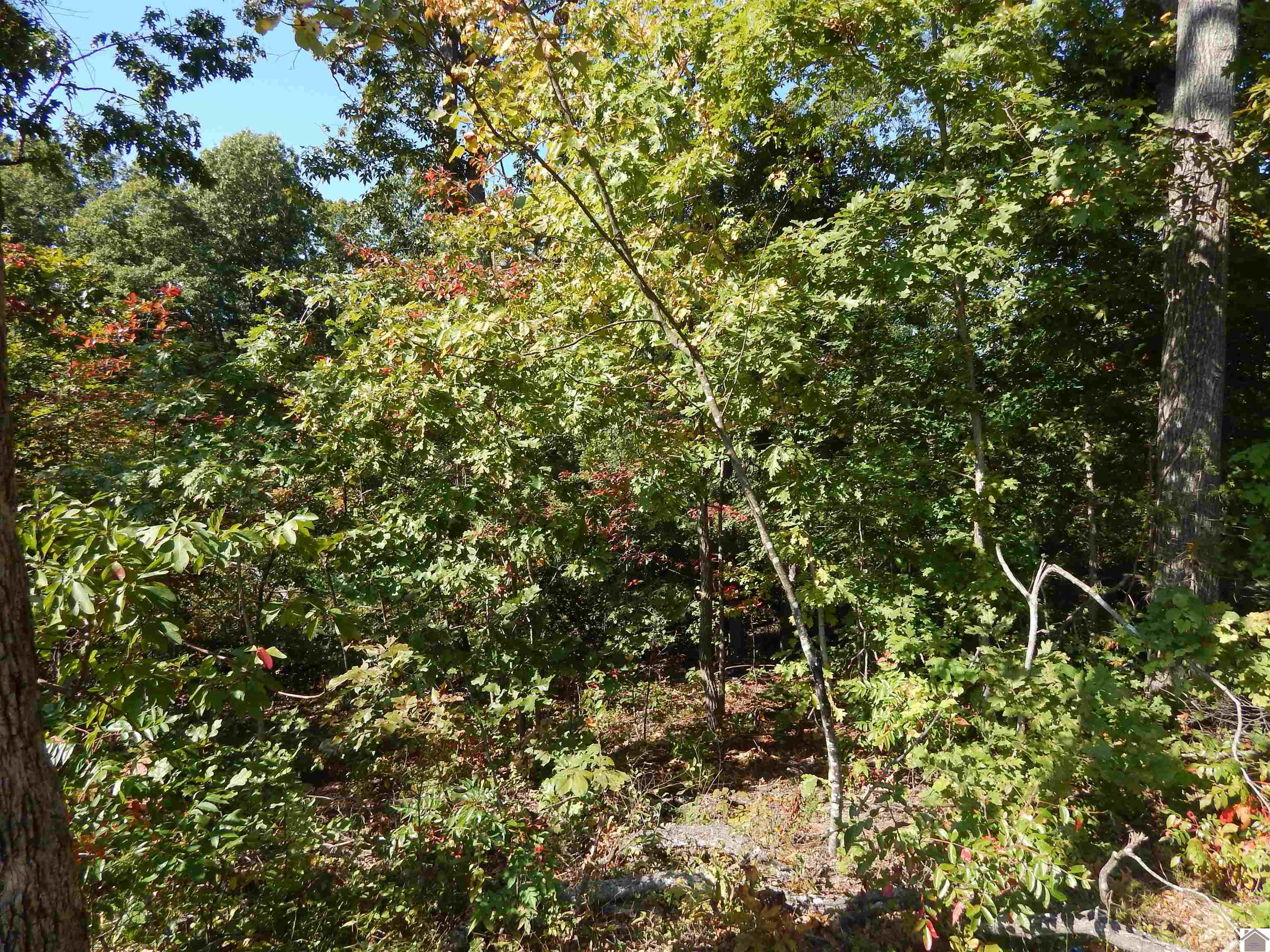 Lot 39 Wallace Cemetery Ln, Gilbertsville, KY 42044 Listing Photo  1