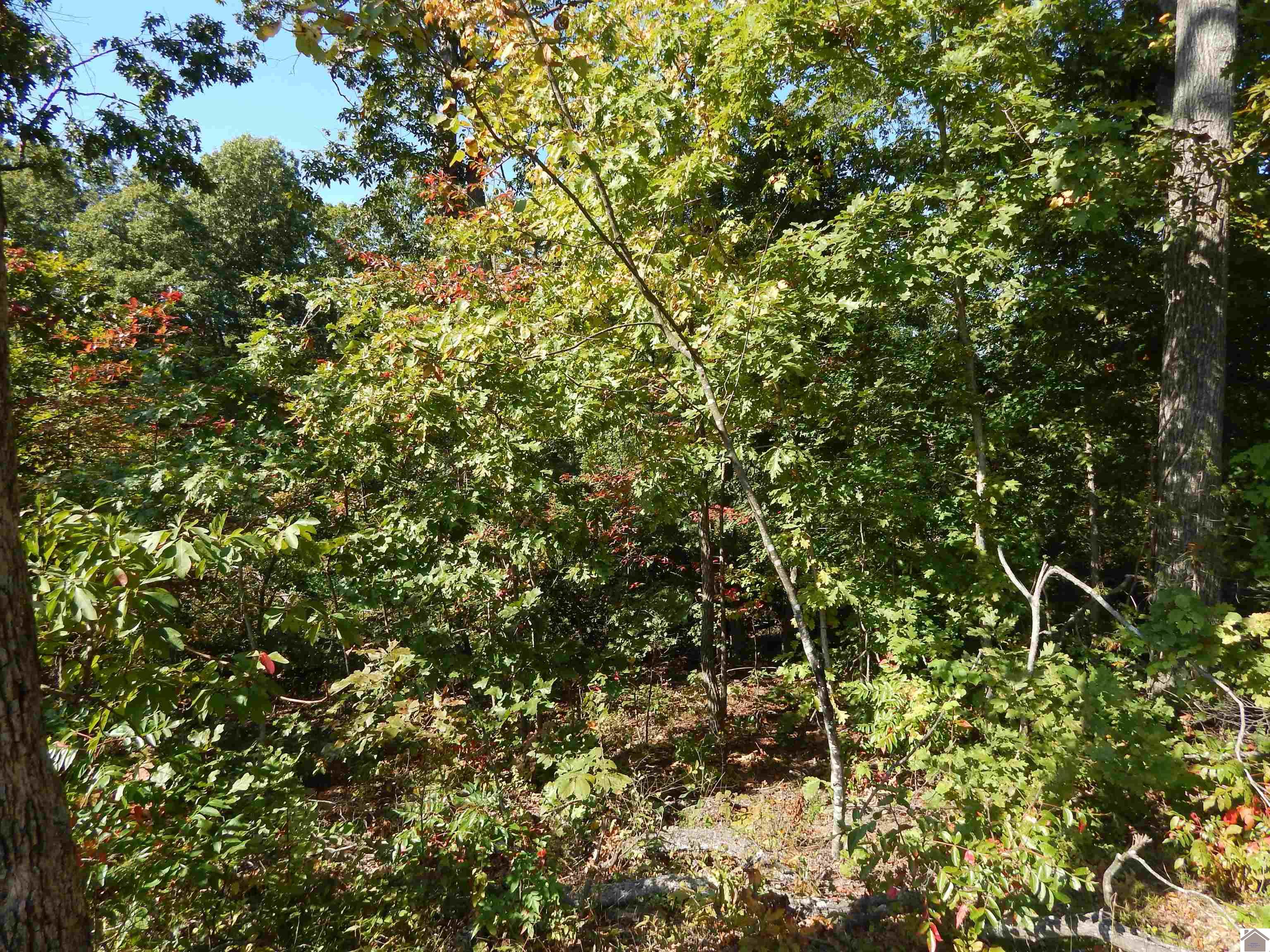 Lot 39 Wallace Cemetery Ln, Gilbertsville, KY 42044 Listing Photo  2