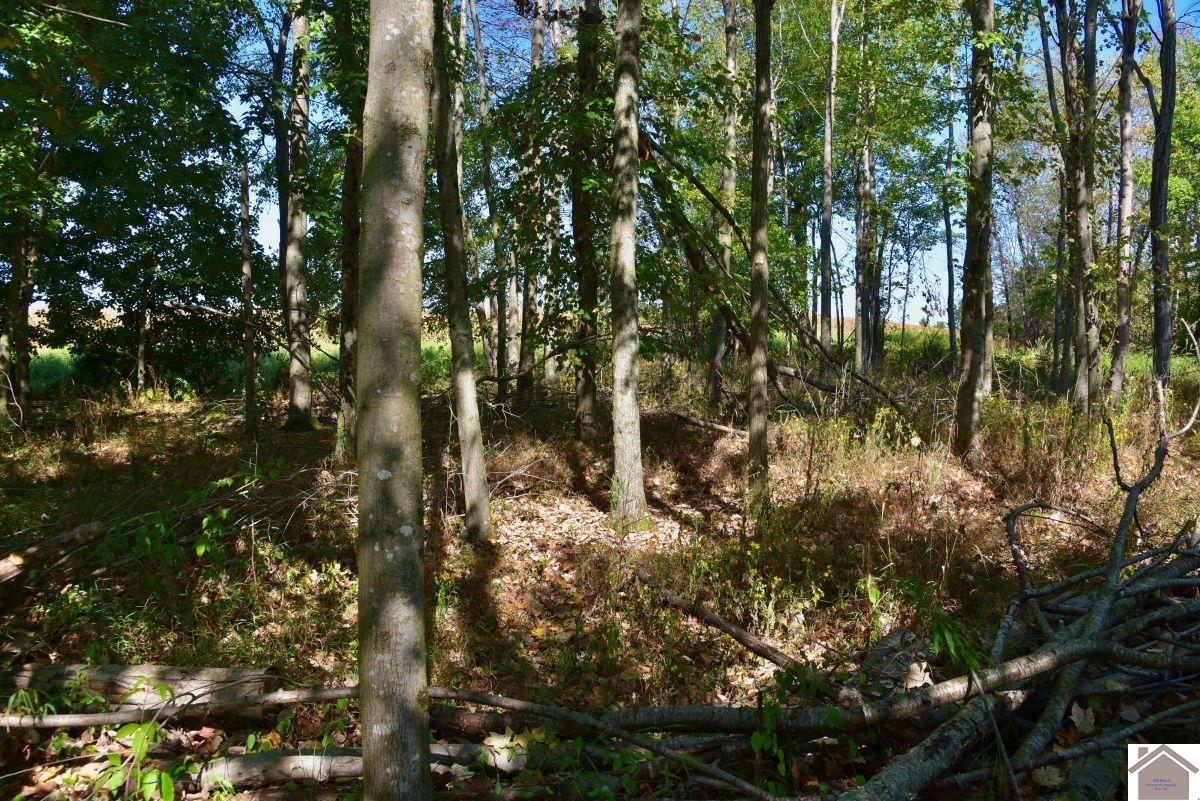 2999 ST RT 45 S., Mayfield, KY 42066 Listing Photo  5