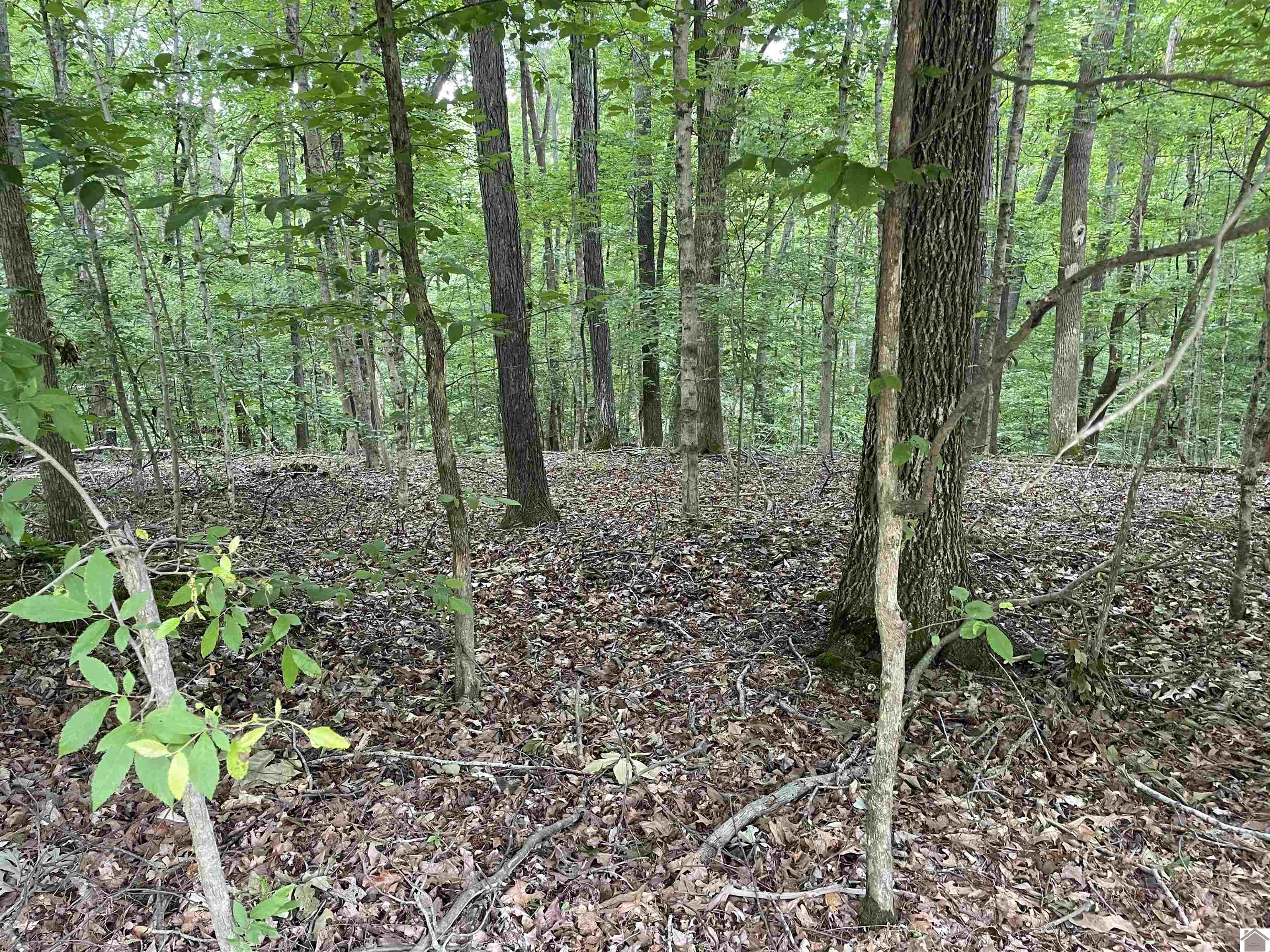 Lot 59 Quail Ridge Rd., Cadiz, KY 42211 Listing Photo  2
