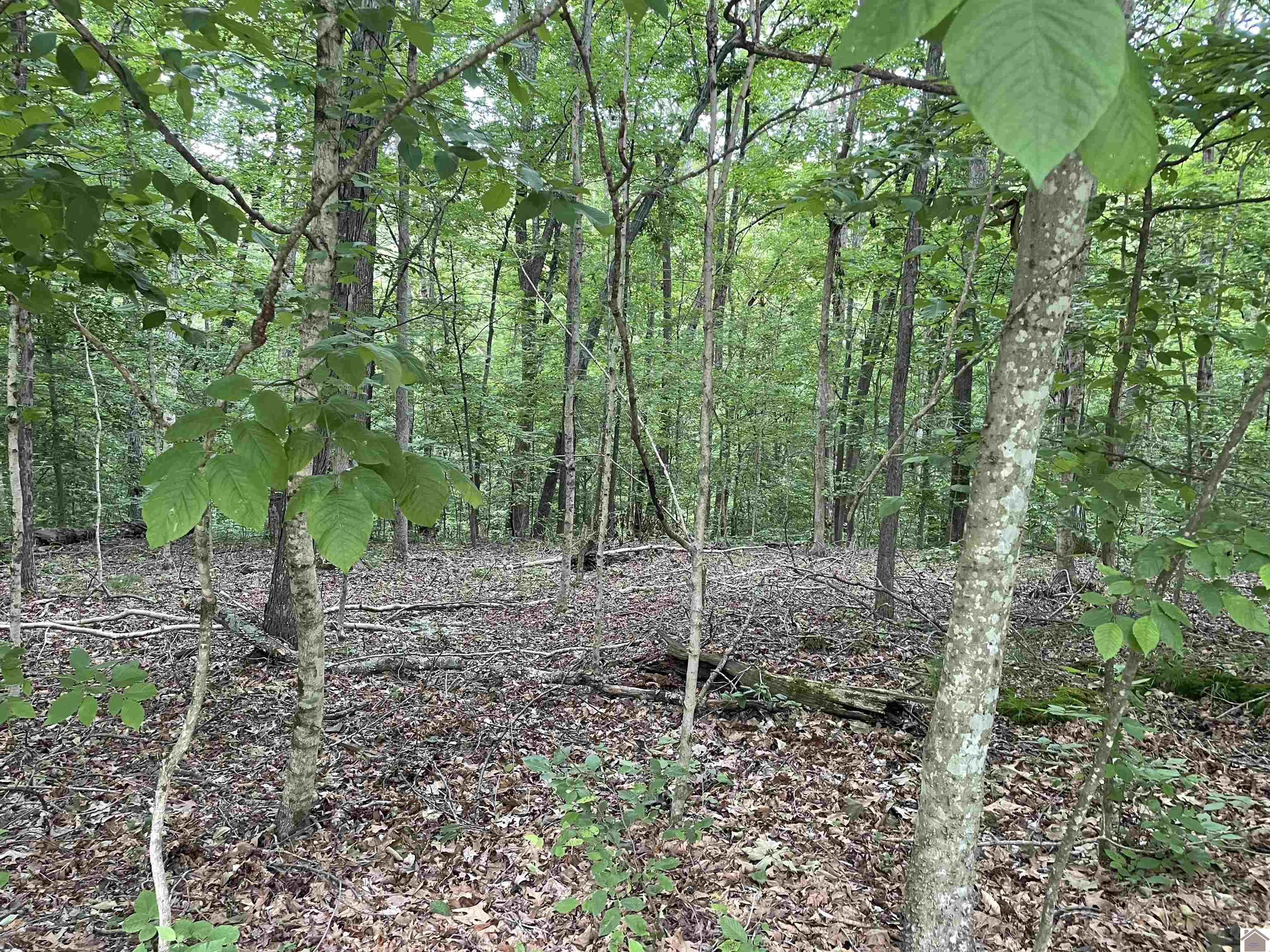 Lot 59 Quail Ridge Rd., Cadiz, KY 42211 Listing Photo  3