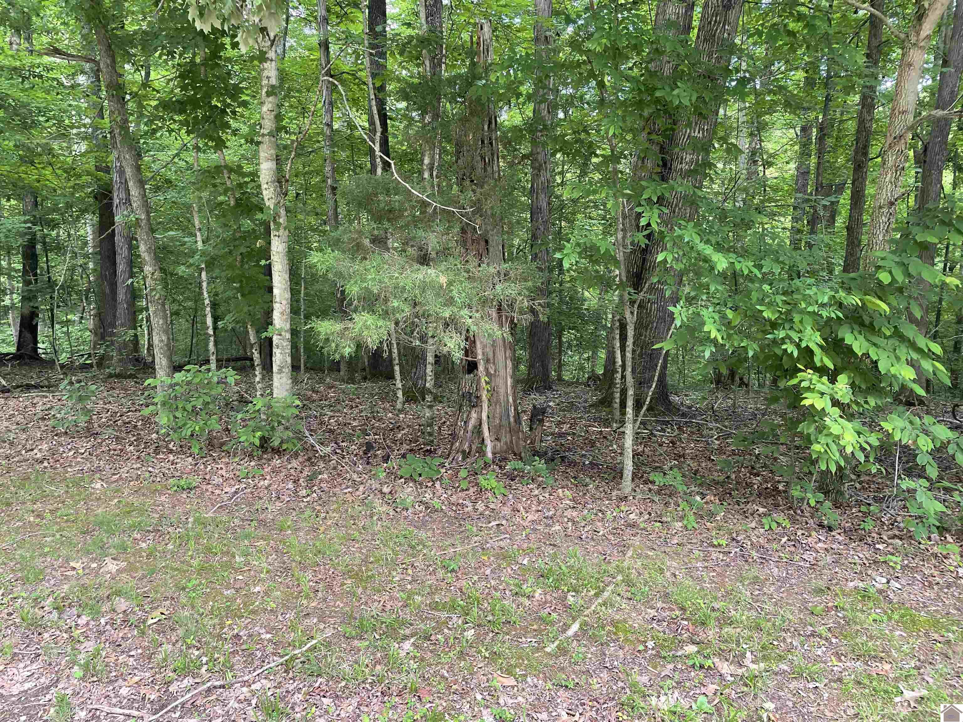 Lot 59 Quail Ridge Rd., Cadiz, KY 42211 Listing Photo  5