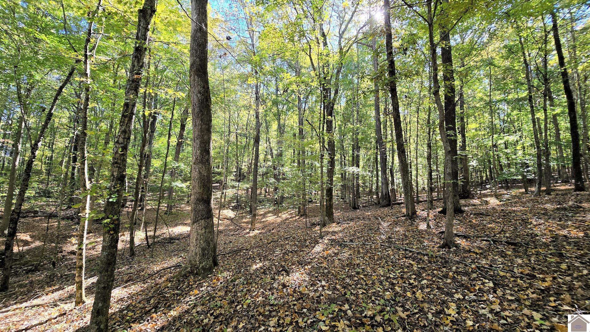 Lot 6 Malcolm's Point Road, Cadiz, KY 42211 Listing Photo  7