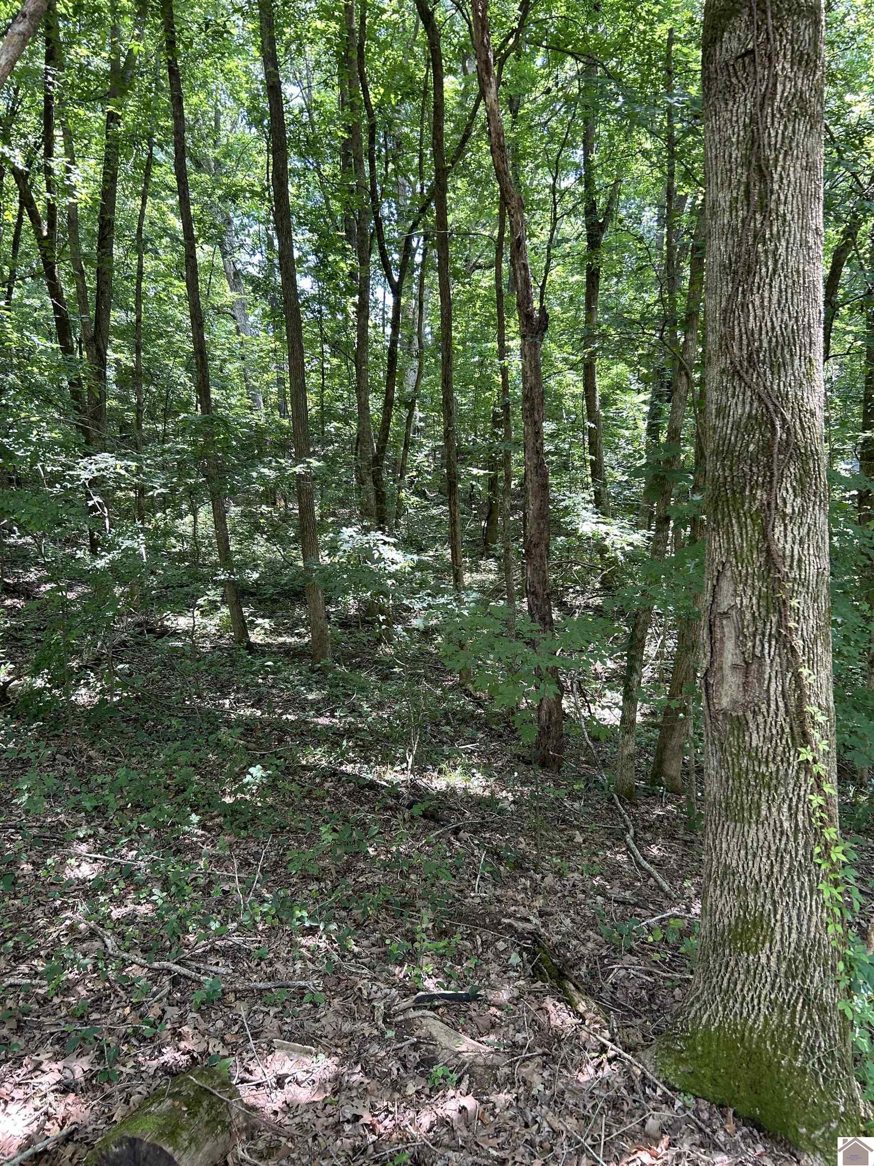 000 Cedar Lane, Cadiz, KY 42211 Listing Photo  3