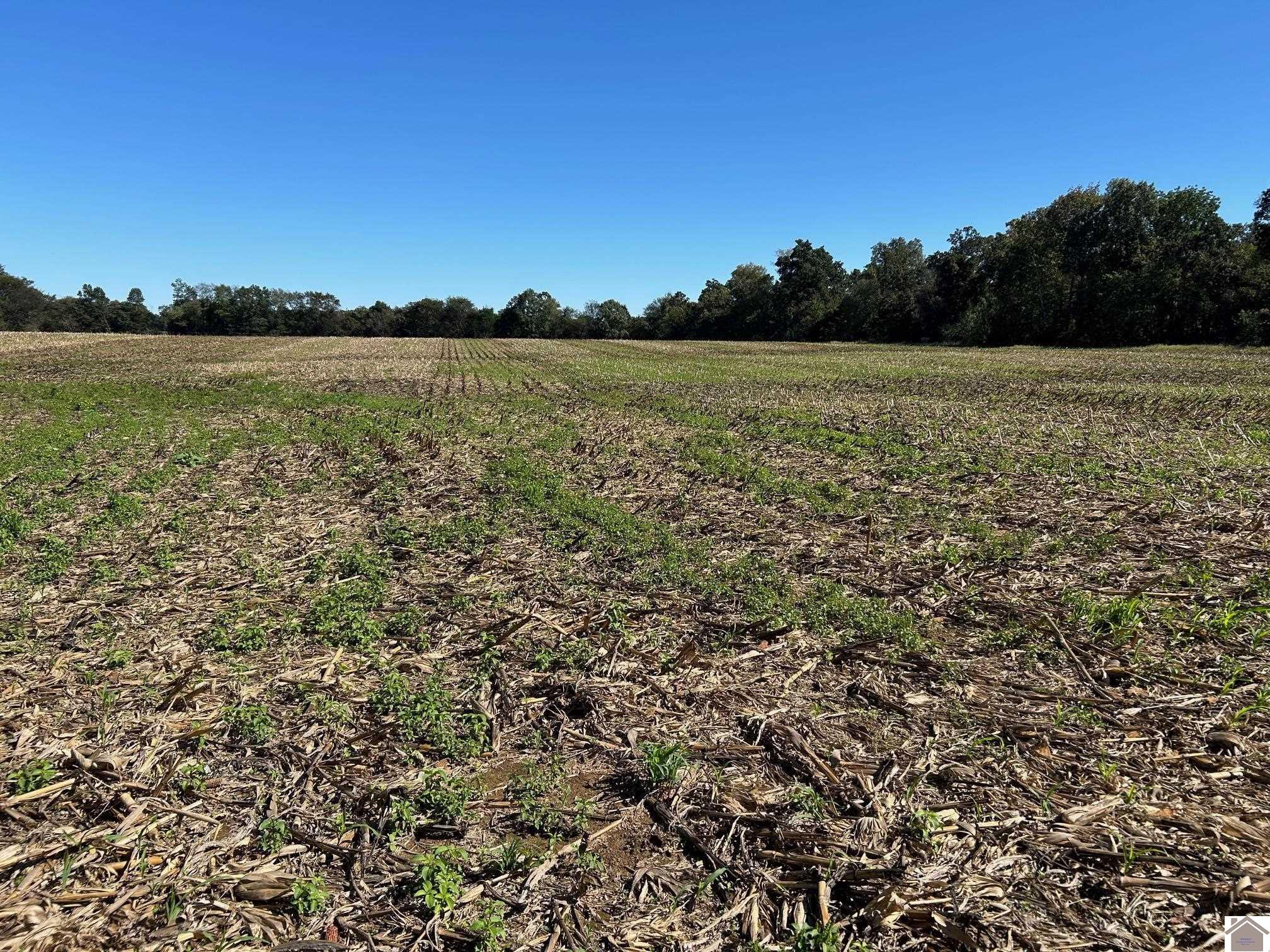 000 Arnett Lane, Murray, KY 42071 Listing Photo  4