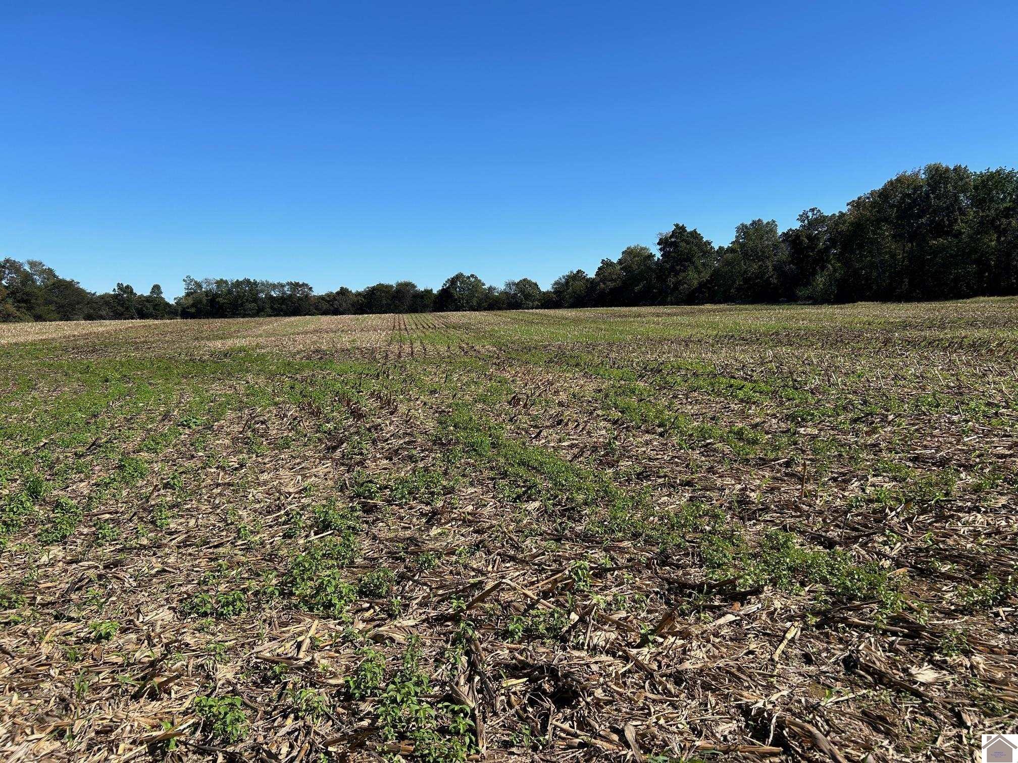 000 Arnett Lane, Murray, KY 42071 Listing Photo  6