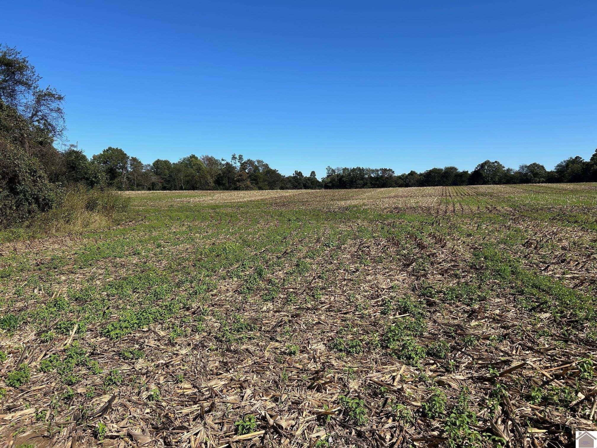 000 Arnett Lane, Murray, KY 42071 Listing Photo  7