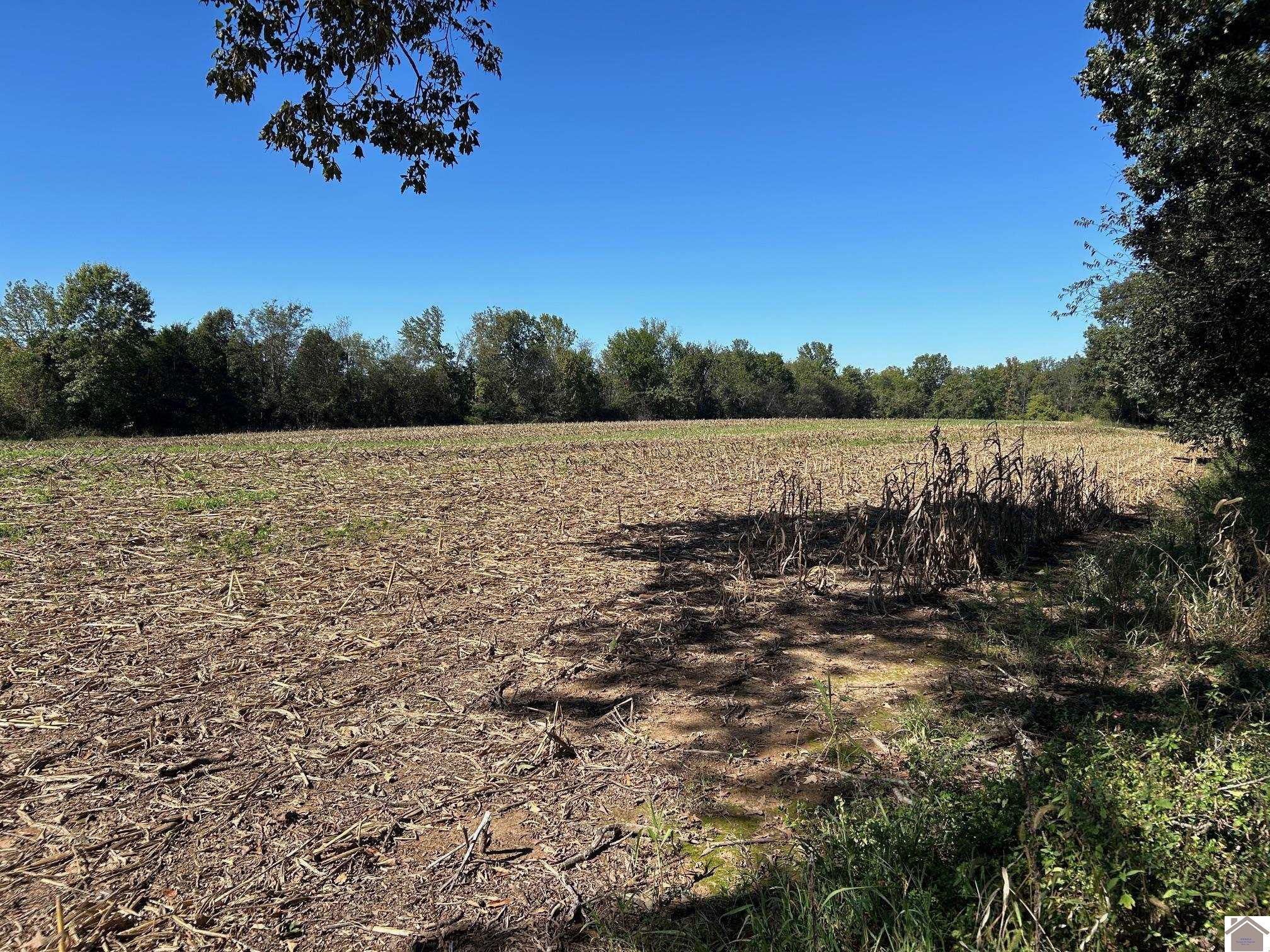 000 Arnett Lane, Murray, KY 42071 Listing Photo  8