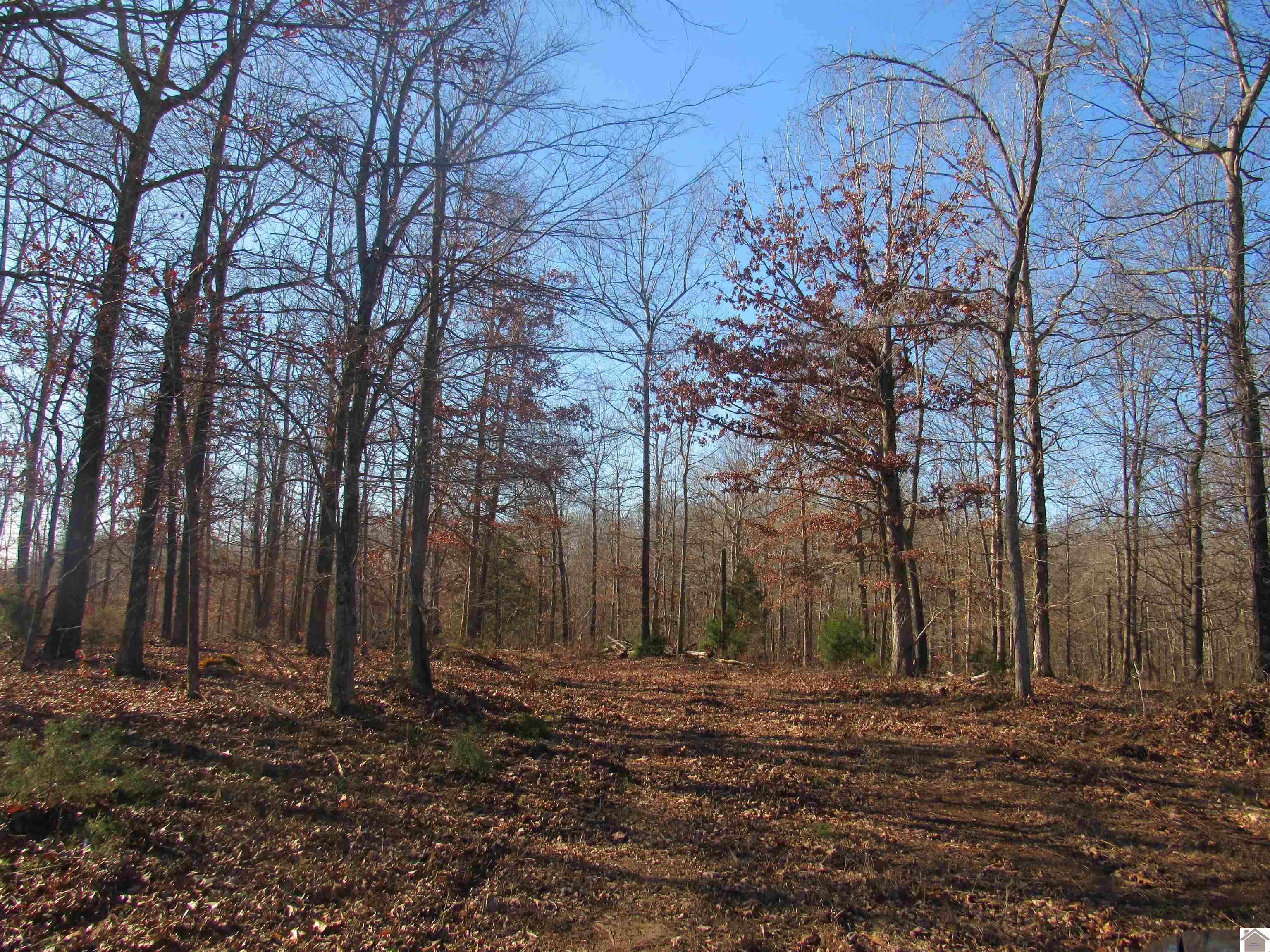 00 Cardwell Lane, Cadiz, KY 42211 Listing Photo  12