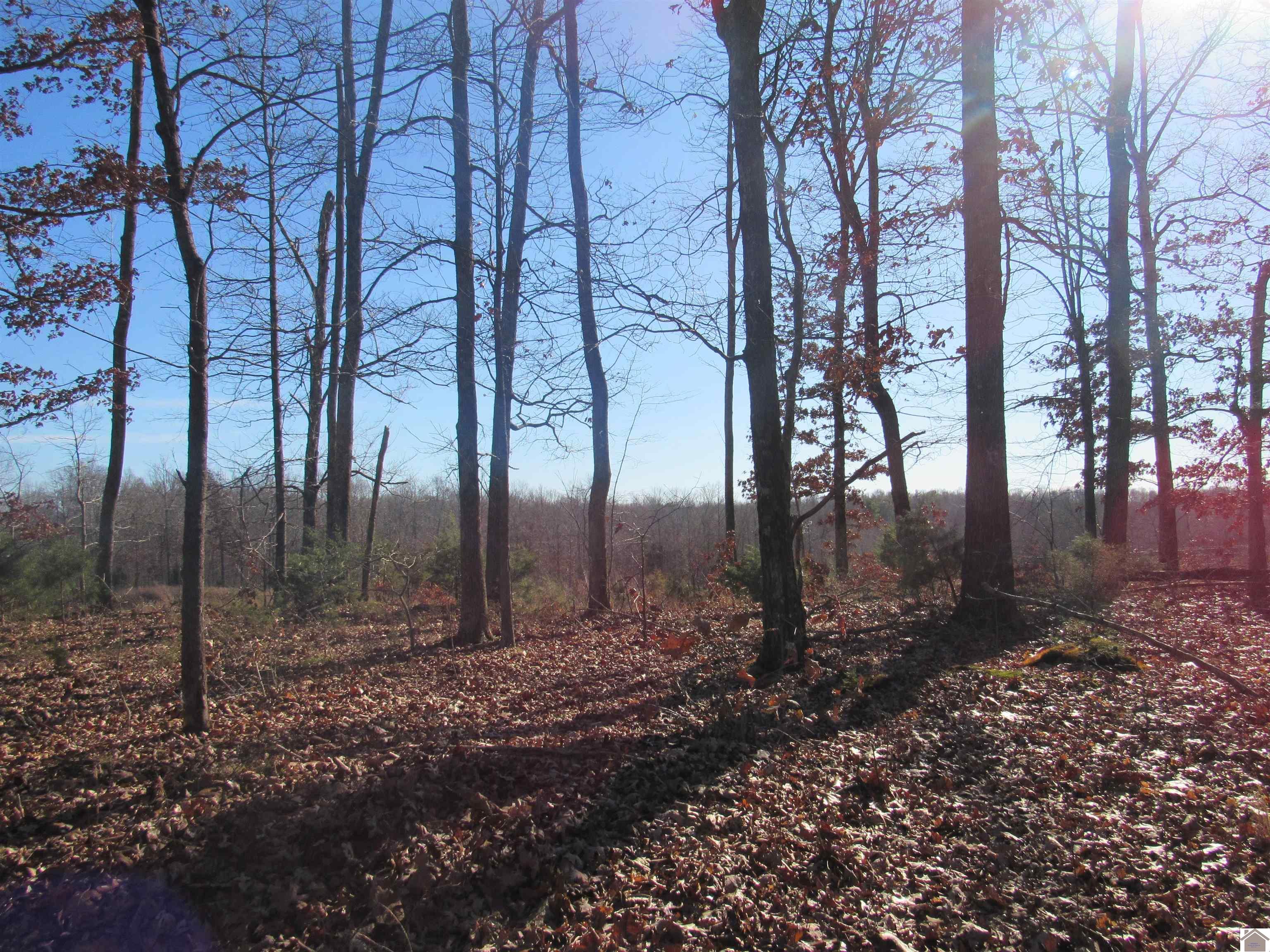 00 Cardwell Lane, Cadiz, KY 42211 Listing Photo  13