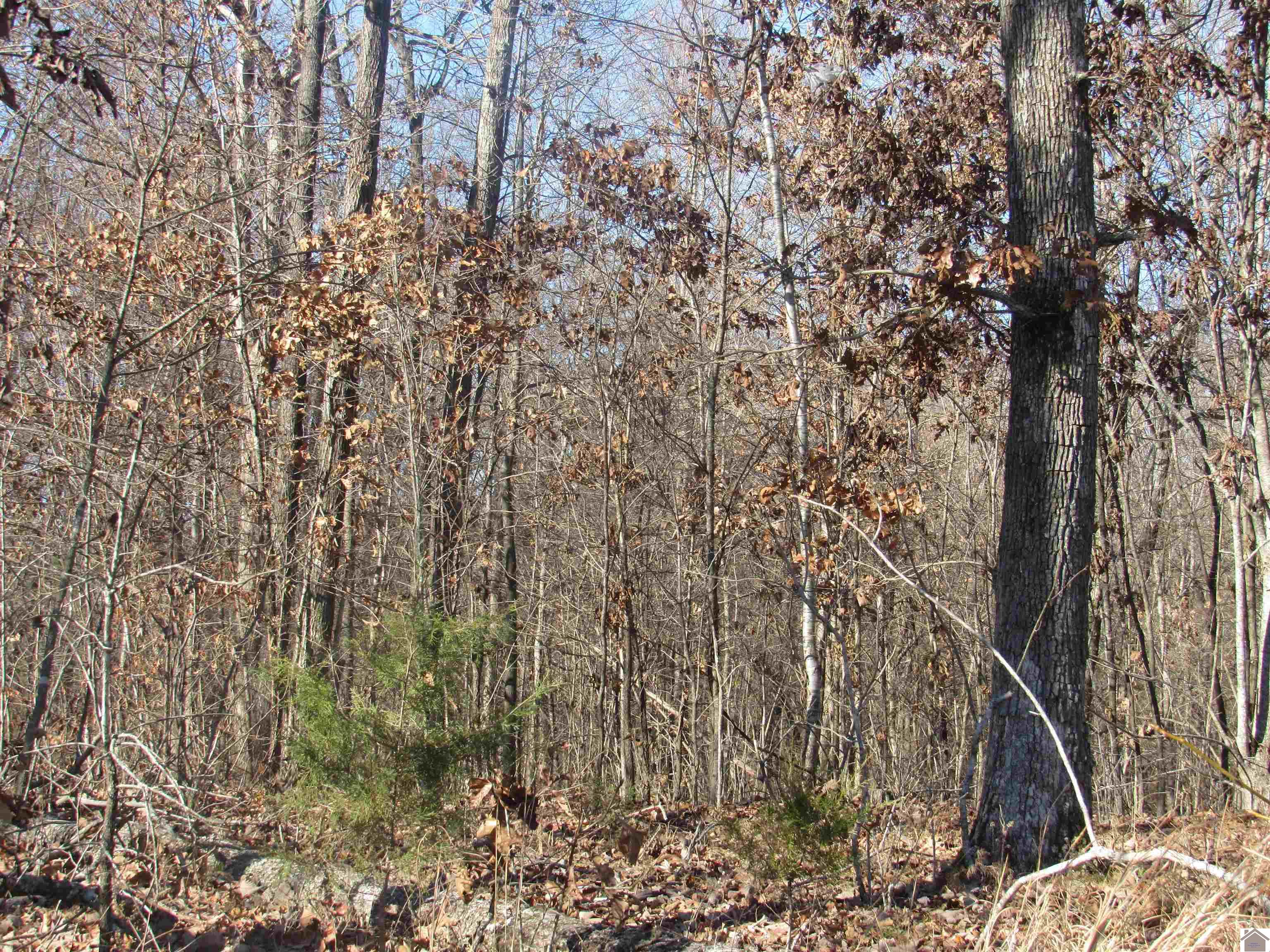 00 Cardwell Lane, Cadiz, KY 42211 Listing Photo  15