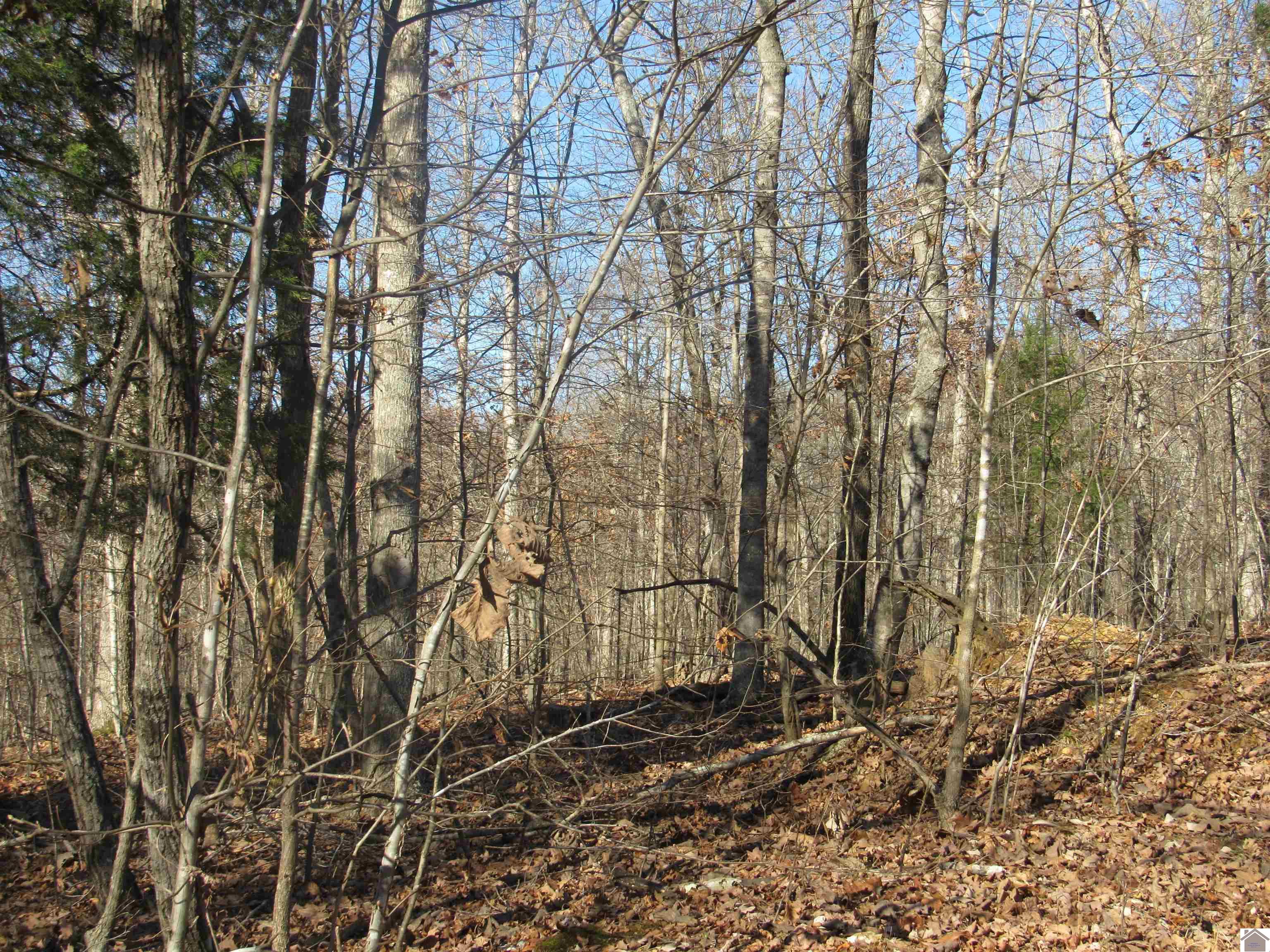 00 Cardwell Lane, Cadiz, KY 42211 Listing Photo  19
