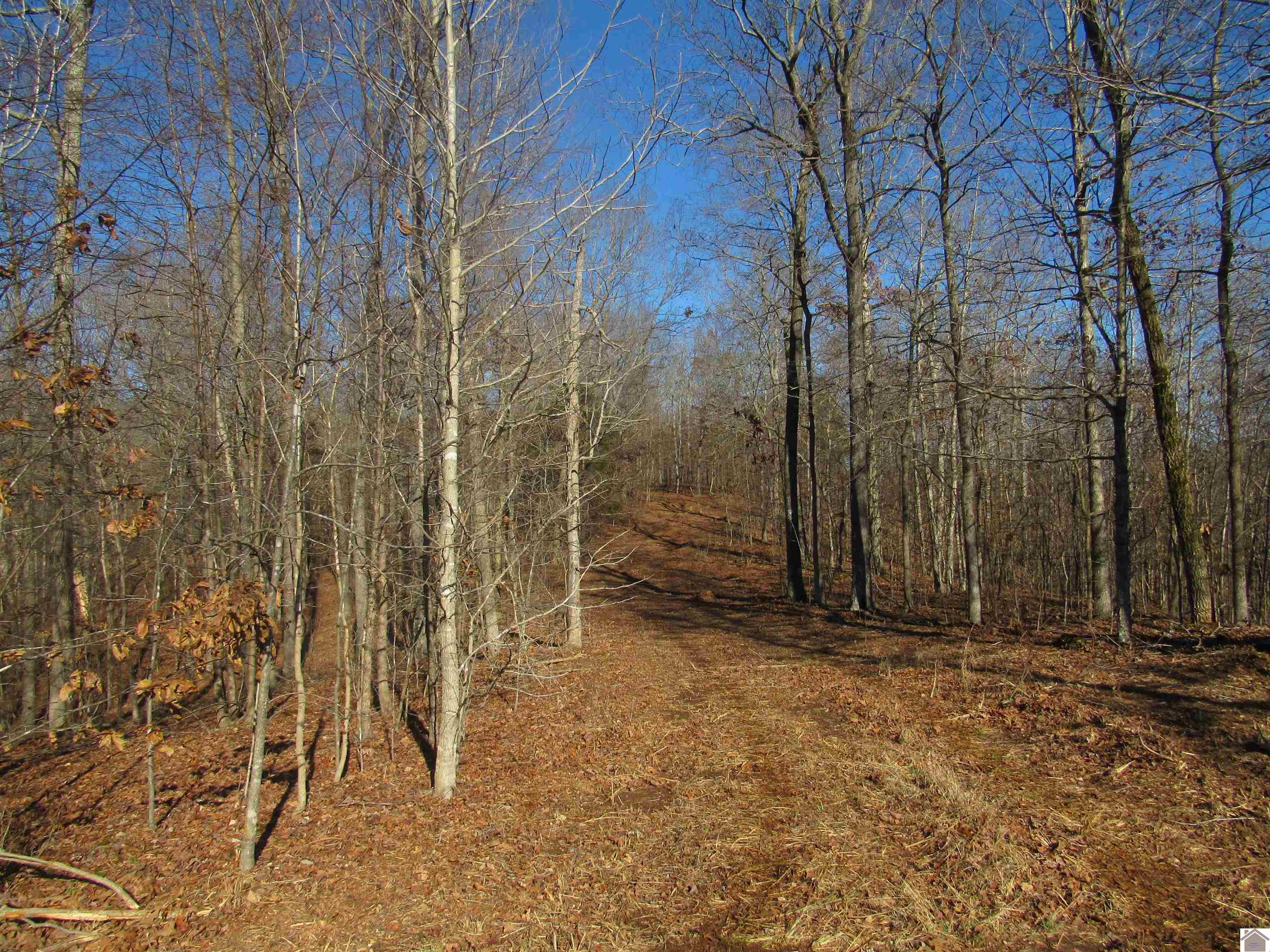 00 Cardwell Lane, Cadiz, KY 42211 Listing Photo  24