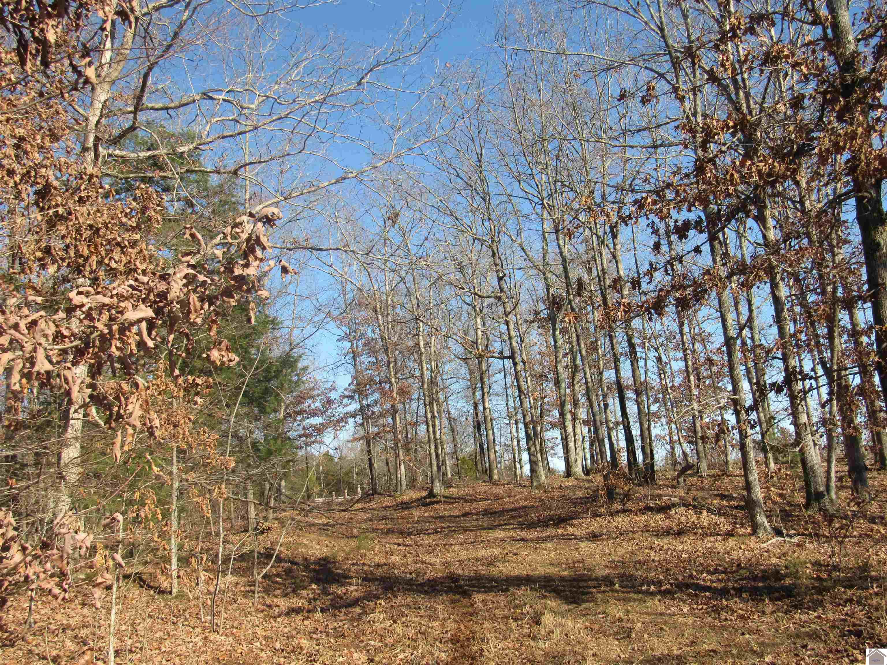 00 Cardwell Lane, Cadiz, KY 42211 Listing Photo  30