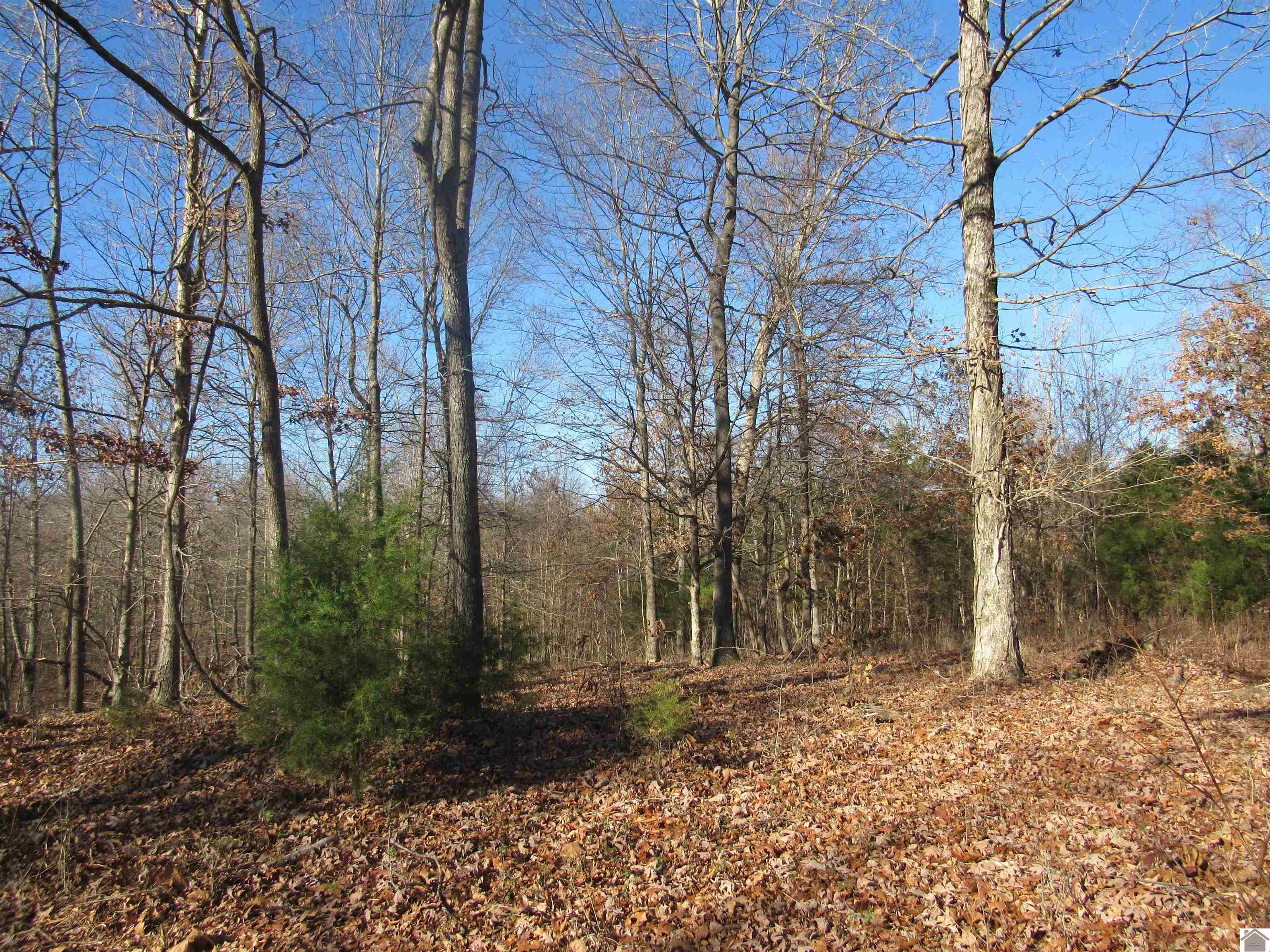 00 Cardwell Lane, Cadiz, KY 42211 Listing Photo  32